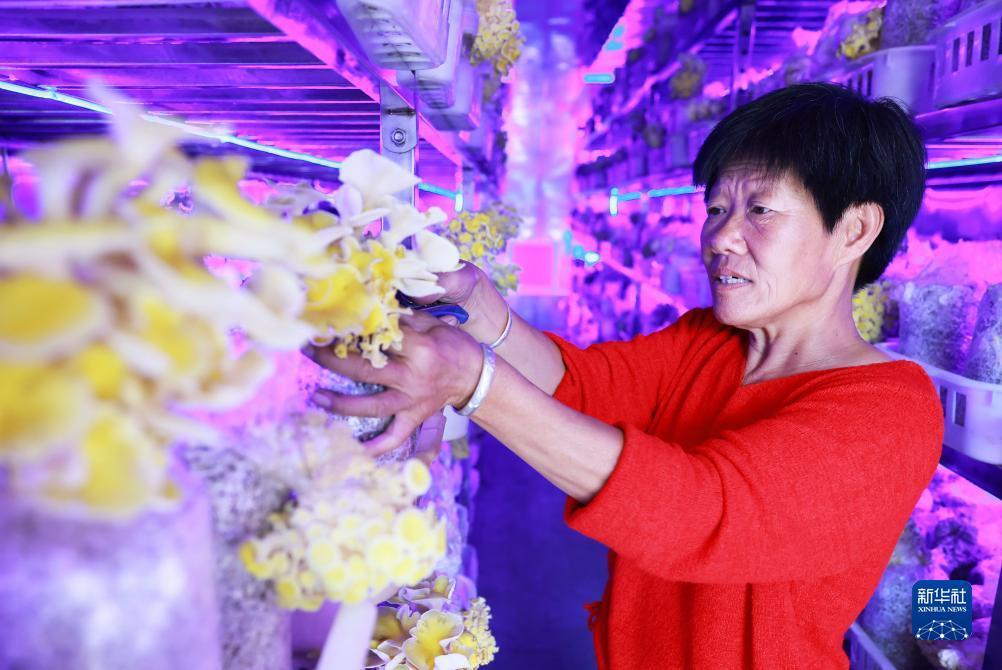 欢乐三张牌下载金花